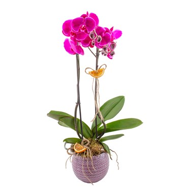 ORKİDE ÇEŞİTLERİ